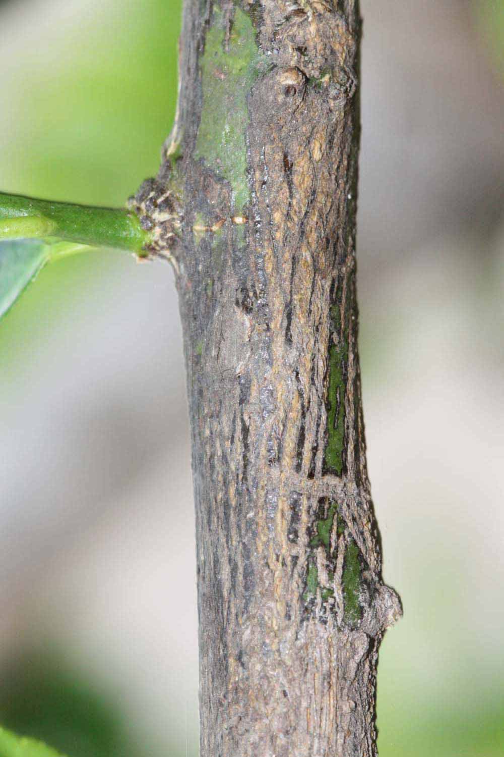              Second - third year twig (Riverside,   CA)       